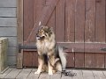 filou (11)